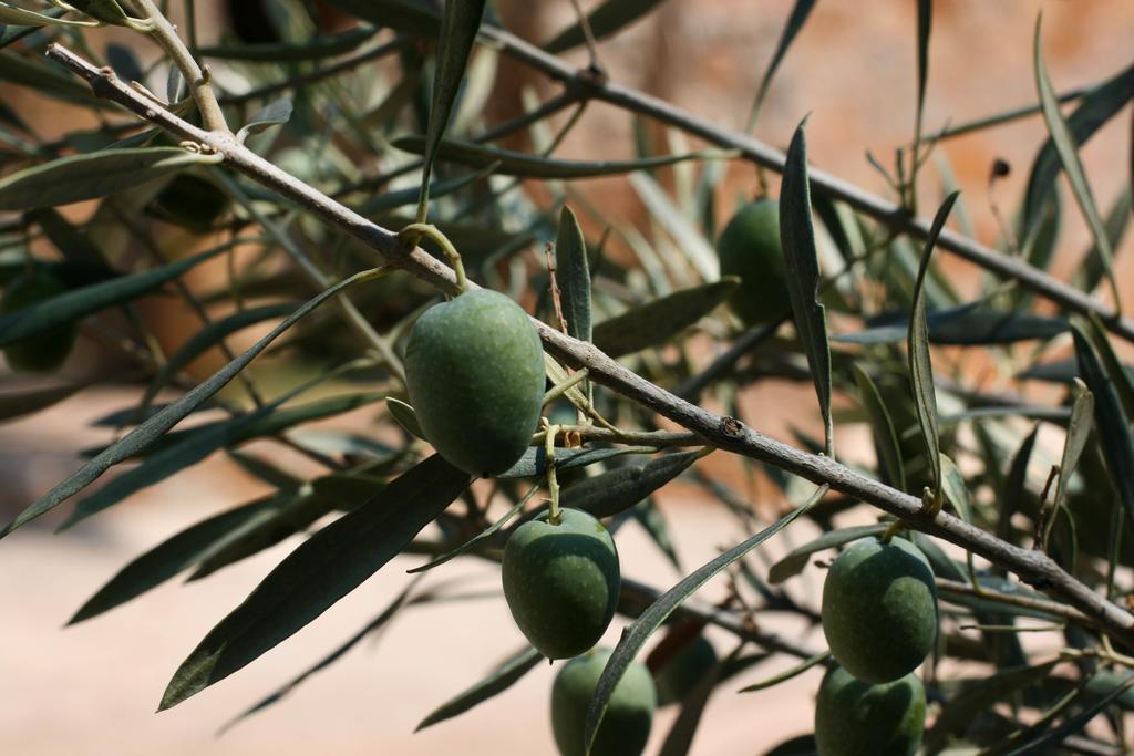 Athina Ecofarm Lägenhet Epidaurus Exteriör bild